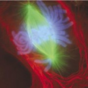 micro_mitosis.jpg